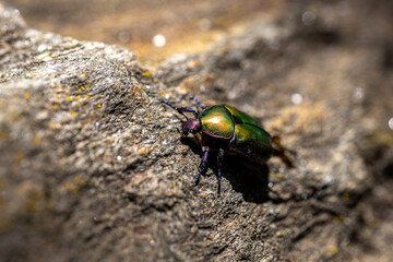 Cetonia Dorata