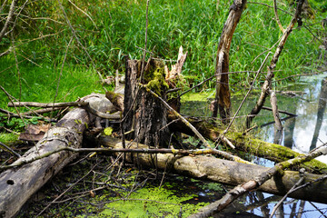 Fototapeta premium Abgestorbene Bäume im Brackwasser sumpfig und moorig. Dead trees in the brackish water swampy and boggy.