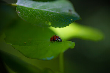 Coccinella
