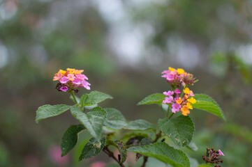 Pink and yellow flowers