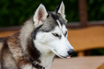 Cute young Siberian husky in summerhouse