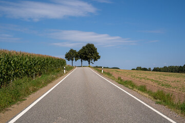Road in the countryside with a corn field to the side, trees in the foreground and a blue sky