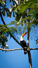 tucan posado sobre un árbol