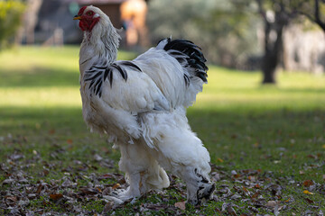 Gallina Brahma