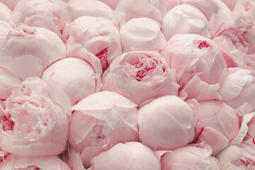 pink peonies flower background