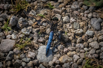 Libellula Blu