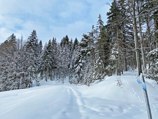 Fototapeta na wymiar Alpine forest trails in a typical winter environment and under deep fresh snow cover - Appenzell Alps massif, Switzerland (Schweiz)