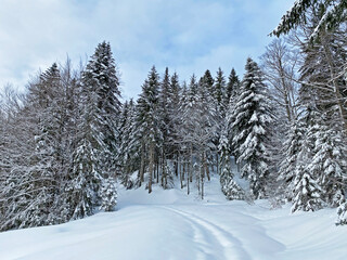 Alpine forest trails in a typical winter environment and under deep fresh snow cover - Appenzell Alps massif, Switzerland (Schweiz)