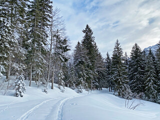 Alpine forest trails in a typical winter environment and under deep fresh snow cover - Appenzell Alps massif, Switzerland (Schweiz)