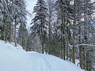 Alpine forest trails in a typical winter environment and under deep fresh snow cover - Appenzell Alps massif, Switzerland (Schweiz)