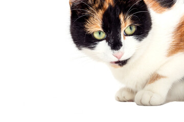 Portrait of a tricolor cat on a white background.