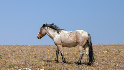 Apricot colored Red Roan Wild Horse Mustang Stallion in the western United States