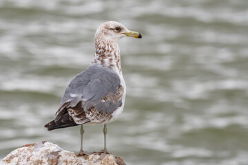 Juvenile seagull found at Utah Lake State Park