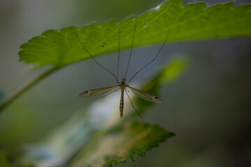 Tipulidae