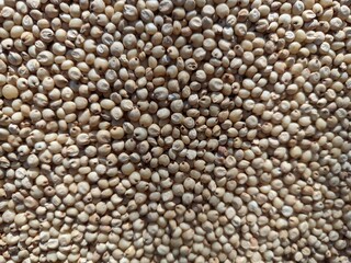 Sourghum seeds or jawar crop field seeds in farmers, 