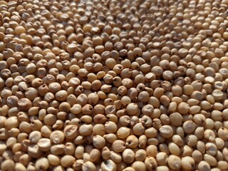Sourghum seeds or jawar crop field seeds in farmers, 