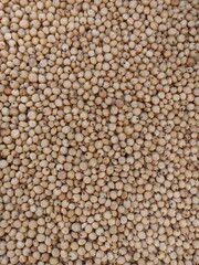 Sourghum seeds or jawar crop field seeds in farmers, 