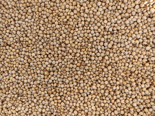 Sourghum seeds or jawar crop field seeds in farmers, 