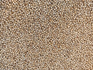 Sourghum seeds or jawar crop field seeds in farmers, 