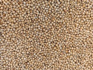 Sourghum seeds or jawar crop field seeds in farmers, 