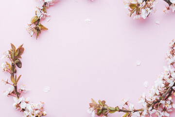 Obraz na płótnie Canvas Sakura blossom flowers and may floral nature on pink background. For banner, branches of blossoming cherry against background. Dreamy romantic image, landscape panorama, copy space.