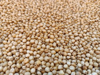 Sourghum seeds or jawar crop field seeds in farmers, 