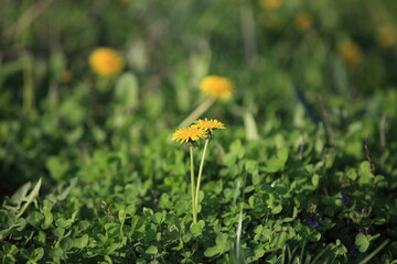 Spring dandelions on a background of grass