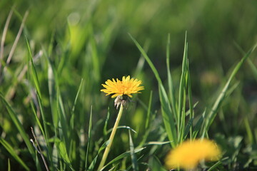 Spring dandelions on a background of grass