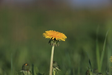 Spring dandelions on a background of grass