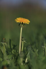Spring dandelions on a background of grass