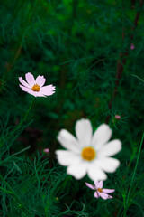 white chamomile flowers focus on background white petals and yellow bud, garden floral vertical natural photography