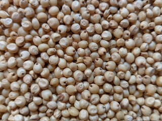 Sourghum seeds or jawar crop field seeds in farmers, 