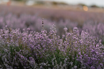 Beautiful purple lavender field at sunset. Rest and beautiful nature. Lavender blooming and flower picking.