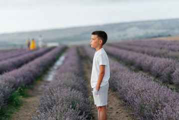 A little boy is walking through a beautiful lavender field and enjoying the fragrance of flowers. Rest and beautiful nature. Lavender blooming and flower picking.