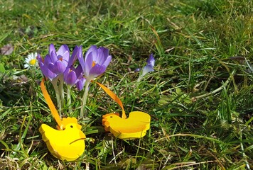 Beautiful crocuses with yellow Easter chickens