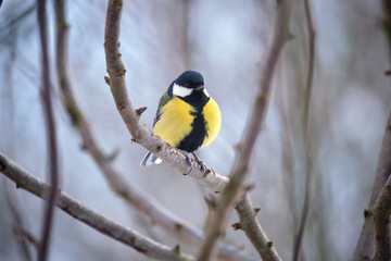 Naklejka premium Yellow wild tit bird perching on tree branch on cold winter day