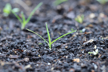 Poa annua or annual meadow grass. Widespread and common weeds in agricultural and horticultural crops.