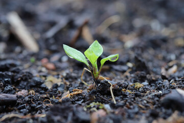 Stellaria media - chickweed, is an annual and perennial flowering plant in the family Caryophyllaceae. Widespread and common weed in agricultural and horticultural crops.
