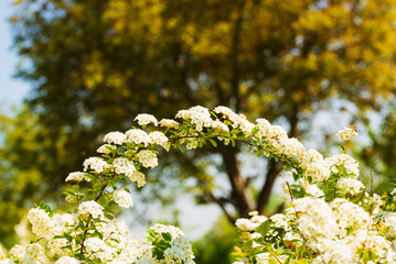 Natural background with blooming sprig of spirea