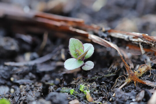 Veronica arvensis common names: wall speedwell of corn speedwell. Widespread and common weeds in agricultural and horticultural crops.