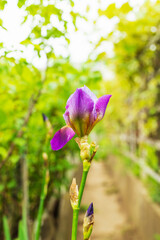 blooming iris in the vineyard between the rows