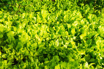 Juicy young lettuce leaves grow in the garden