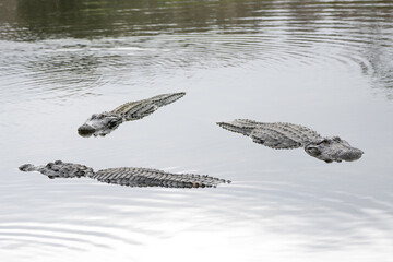 Triangle of Alligators in Lake