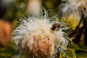 the bee and the flower look for each other