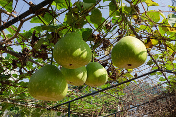 Agricultural Crops and Green Plants