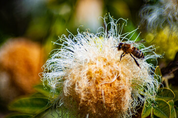 the bee and the flower look for each other