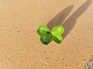 green leaf on the sand