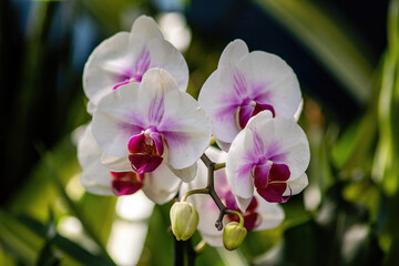 Fototapeta na wymiar Purple and white moth orchid