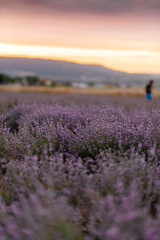 Fototapeta premium Beautiful purple lavender field at sunset. Rest and beautiful nature. Lavender blooming and flower picking.