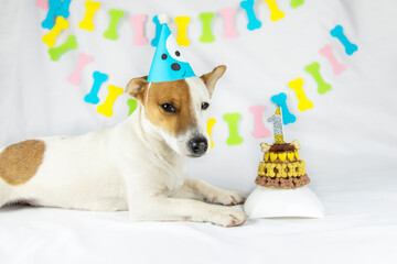 Dog birthday